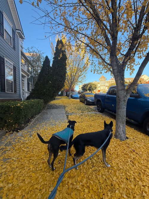 A Quiet Walk