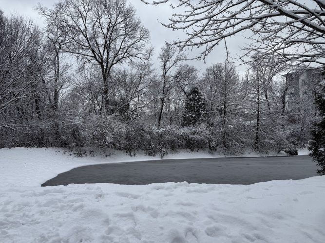 Fresh Snow, Two Dogs, and Winter Joy