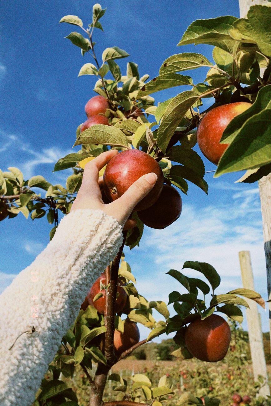 Apple Picking at Tuttle Orchards&nbsp;🍎